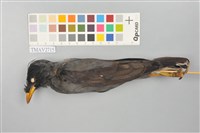 藏品(白尾八哥)的圖片